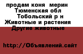 продам коня (мерин) - Тюменская обл., Тобольский р-н Животные и растения » Другие животные   